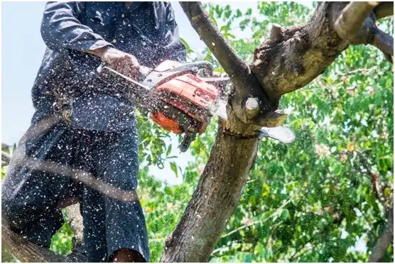 tree services Rock Springs